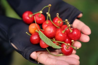山形の初夏といったらサクランボ